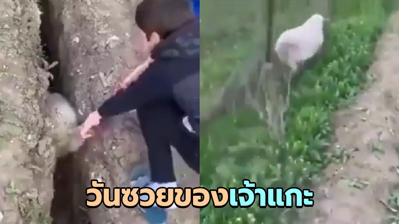 เรื่องเศร้า ๆ ของเจ้าแกะ มีมนุษย์มาช่วยทั้งที แ...