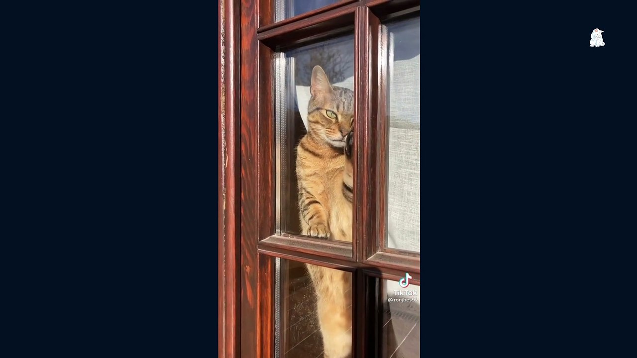 Baby Cats Funny Moments Part-6