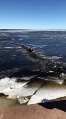 Dogs Rescued From Icy Water