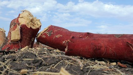 حماة الحياة البرية في السودان ينددون بانتهاكات البشر لمحمية الدندر