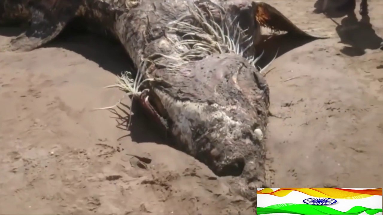 अमेरिका में मिला दुनिया का सबसे अजीबोगरीब जानवर || 5 Mysterious Creatures Caught on Camera || HF