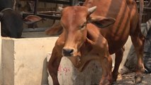“Es mi mejor amiga”: granjero adoptó una vaca con deformidad en sus patas