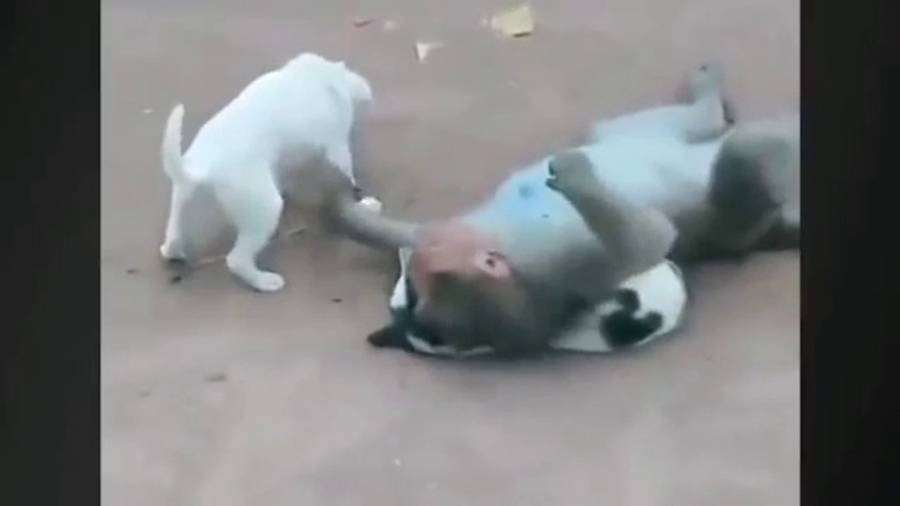 Funny Vedios | Dog Funny vedios | Monkey Funny vedio | Most Popular Comedy Vedio.