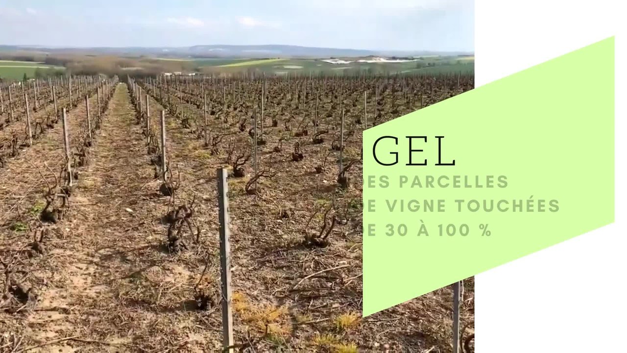 Des parcelles de vignes touchées par le gel à Villenauxe-la-Grande