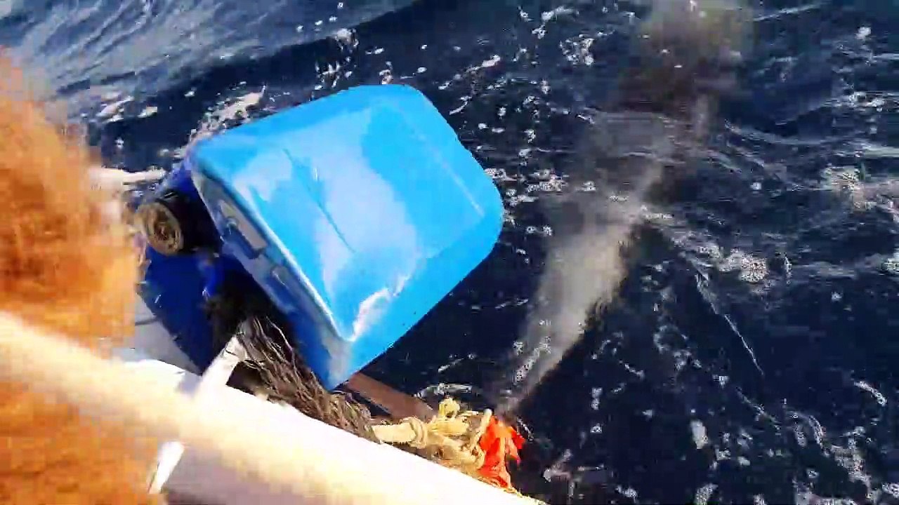 Il découvre un dauphin coincé dans une bouée au large de saint-cyr-sur-mer