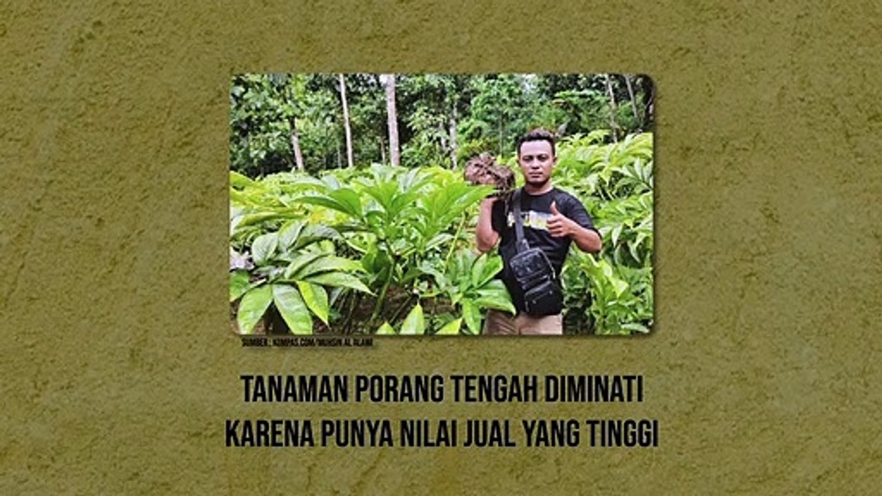 Tips Menanam dan Budidaya Porang dari Tanah hingga Panen