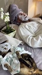 Spoiled Cats Enjoy a Spa Day with Dad