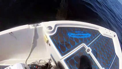 Saving a Huge Leatherback Turtle from Tiger Sharks