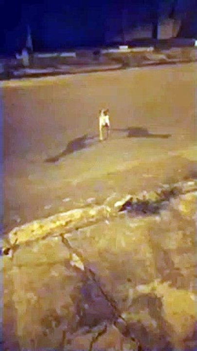 Standing Dogs Has Two Shadows