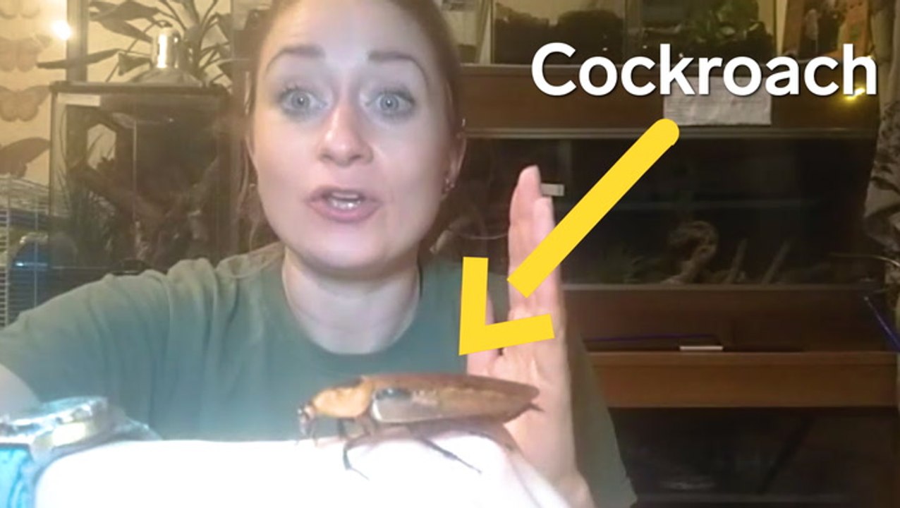 How animal trainers get 10 kinds of bugs and animals ready to star in Hollywood movies and TV shows