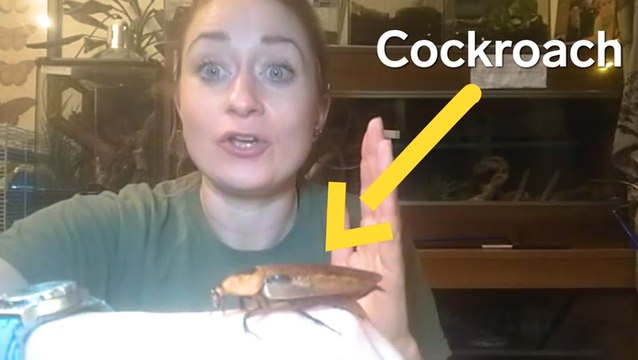 How animal trainers get 10 kinds of bugs and animals ready to star in Hollywood movies and TV shows