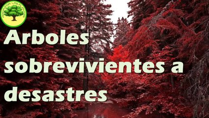 3 gandes historias de arboles sobrevivientes a desastres