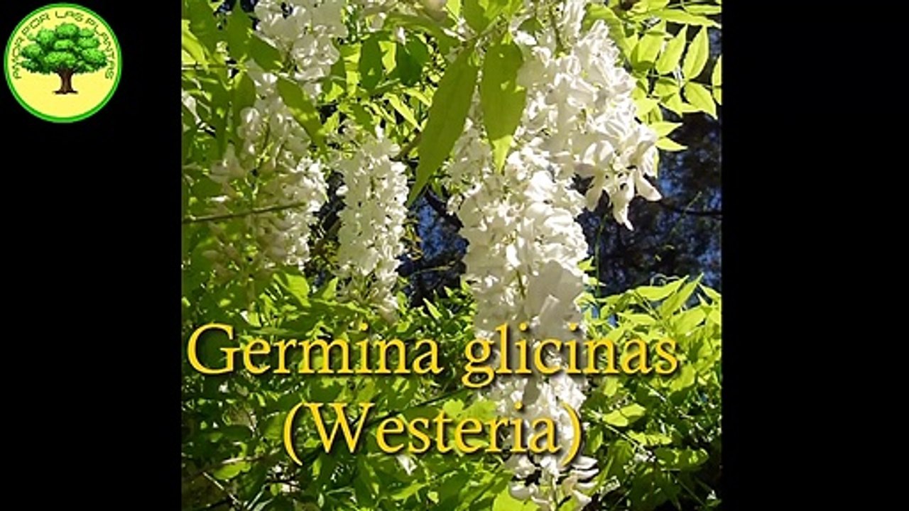 Germina glicinas (Westeria)