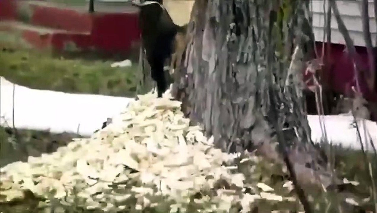 Ağaçkakan işi fazla abartırsa...