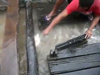 Piranaları bakın nasıl avladı!