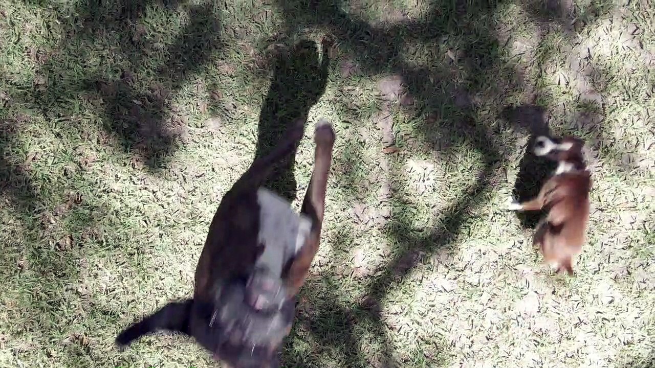 Boxer Makes Funny Faces Jumping at Drone