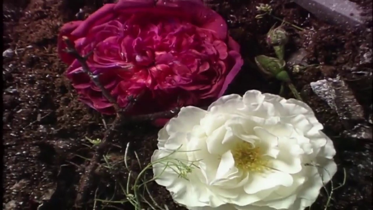 Blood Red Roses: The Butchered Victims of Towton AD 1461 - Wars of the Roses