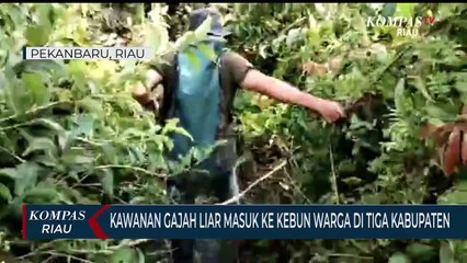 Kawanan Gajah Liar Masuk Ke Kebun Warga Di Tiga Kabupaten