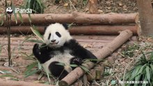 小熊友镜头感十足