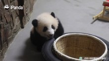 这招叫做请猫入筐