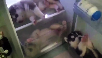 Buzdolabında keyif yapan Sibirya Kurdu yavruları
