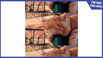 Funny action are these pets