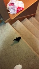 Duckling Hops Up Stairs