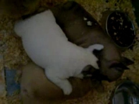 les chiots bouledogues français