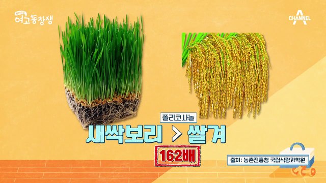 ※새싹보리 똑똑하게 섭취하기※ 몸속 독소 배출+체중 감량에 도전한 이숙