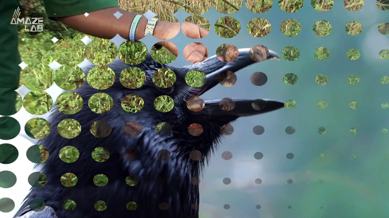 Are Crows in the Same League as Humans and Great Apes In Terms of Intelligence?