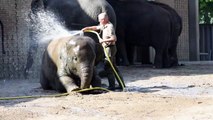 Tame elephants in zoos 2021