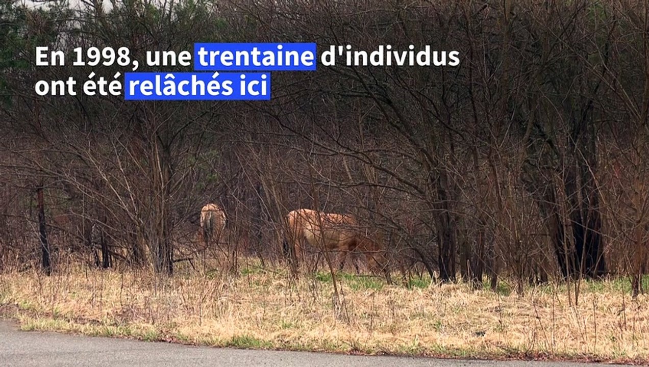 Le cheval de Przewalski, symbole de la nouvelle vie à Tchernobyl