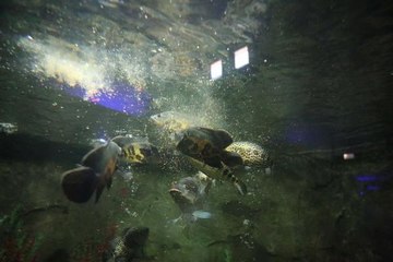 DEV AKVARYUMDAKİ BALIKLAR, SEBZE VE MEYVE KARIŞIMIYLA BESLENİYOR