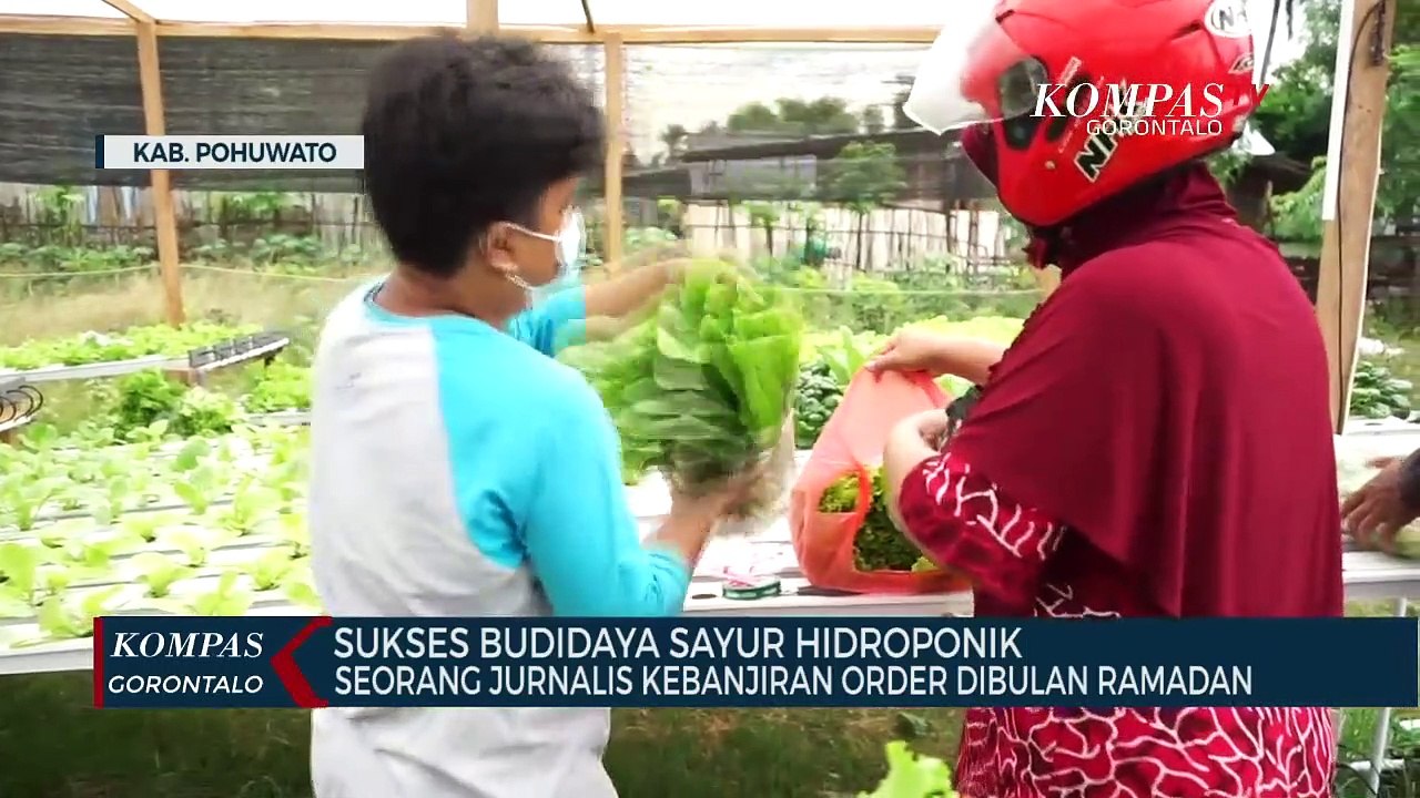 Sukses Budidaya Sayur Hidroponik, Seorang Jurnalis Kebanjiran Order Di Bulan Ramadan