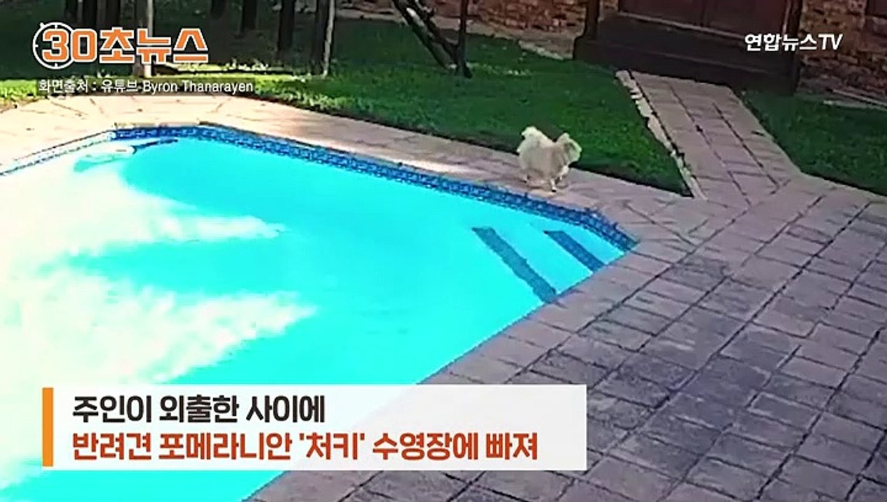 [30초뉴스] "내가 구해줄게"…수영장에 빠진 친구 구한 견공의 우애