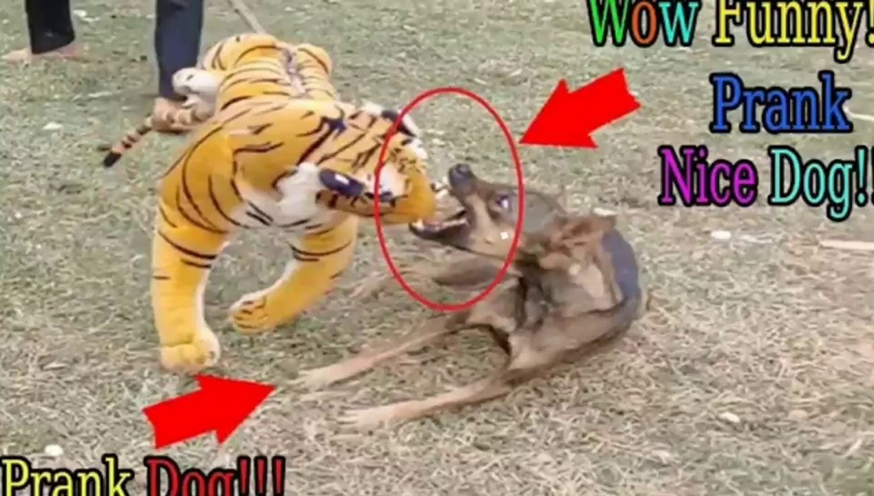 Prank vedios | Dog prank vedio | Dog Funny vedio | Funny Prank. Popular Prank Vedio.