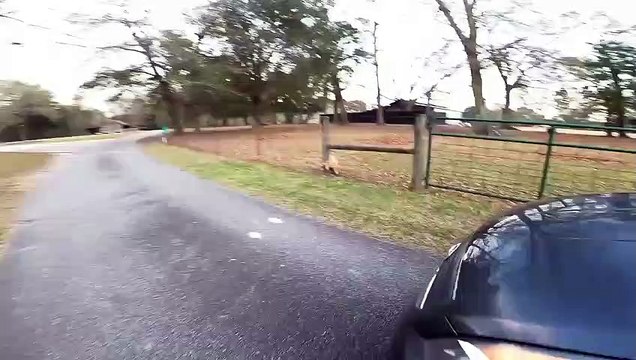 Goat Saved From Being Stuck in Fence