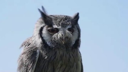 Bolton Castle Falconry