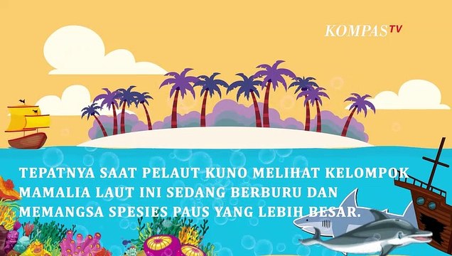 Serba-serbi Paus Orca, Mengapa Disebut Paus Pembunuh?