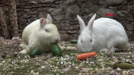 AYDIN ZULU TAVŞAN AYDIN'IN 'RALPH'İ OLDU