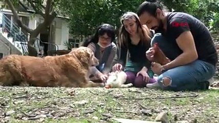 Aydın'ın 'Ralph'i: Ölümden kurtarılan denek tavşan 'Zulu'