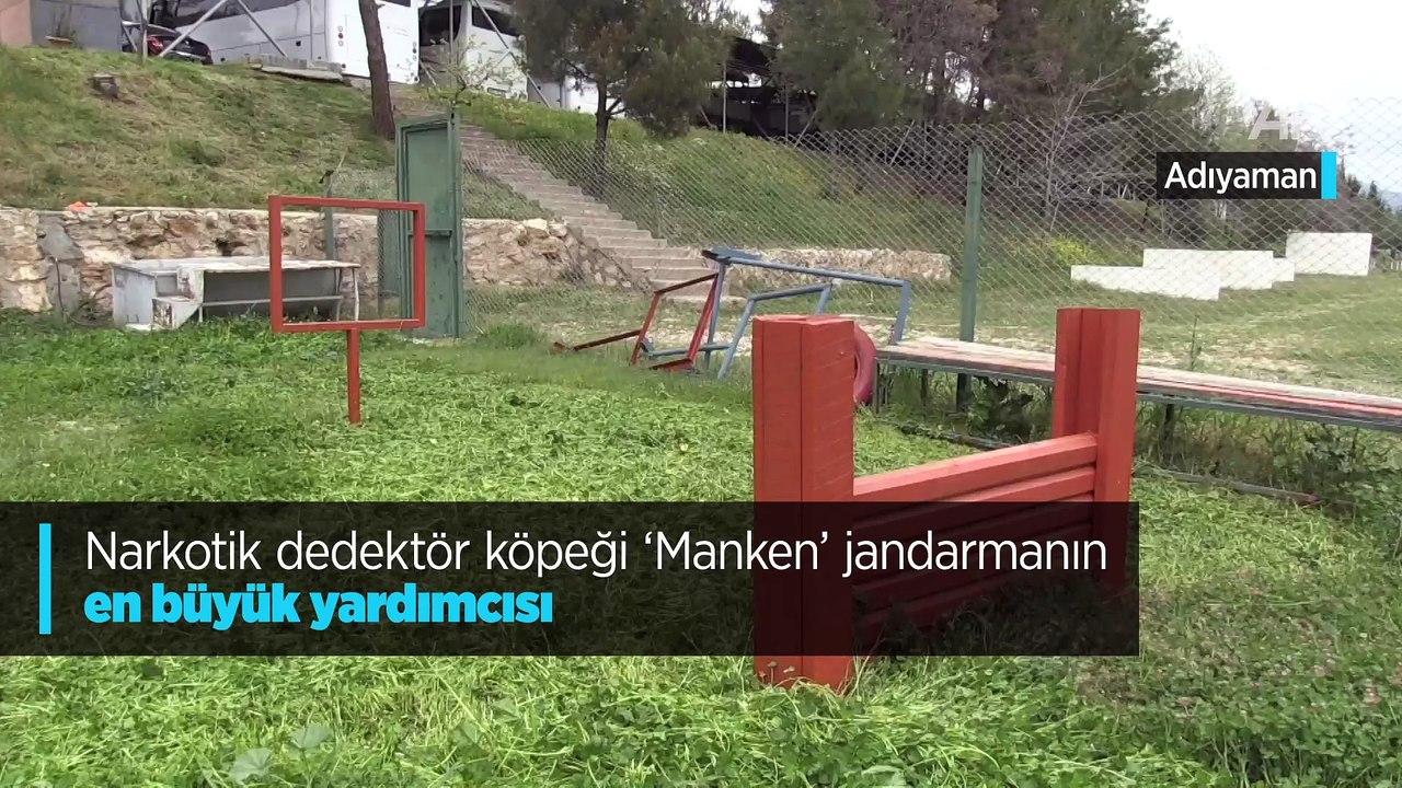 Narkotik dedektör köpeği "Manken" jandarmanın en büyük yardımcısı