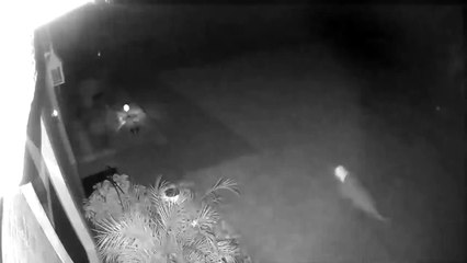 فيديو يثير الحيرة: ماذا شاهدت ديناصور أم حيوان آخر؟