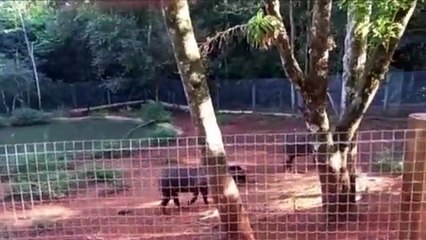 Durante fechamento, obras no zoológico seguem a pleno vapor