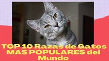 TOP 10 Razas de Gatos MÁS POPULARES del Mundo