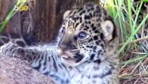 Operation Population! Argentinian Park Hopes To Increase Jaguar Population in Area!