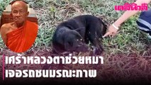 เศร้าหลวงตาช่วยหมาเจอรถชนมรณะภาพ | Dailynews