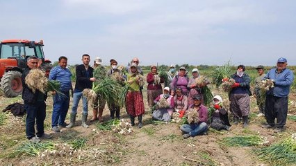 ÇİLEĞİYLE ÜNLÜ SİLİFKE'DE SARIMSAK HASADI