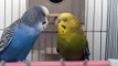 Beautiful couple of Budgie playing and kissing each other