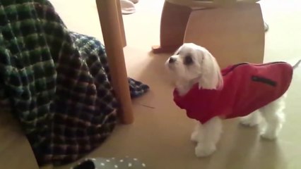 TOP 10 dog barking videos compilation ♥ Dog barking sound - Funny dogs